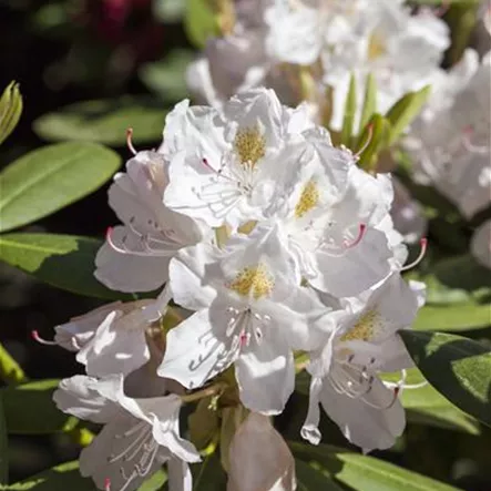 Catawba-Rhododendron 'Album' Catawba-Rhododendron 'Album'