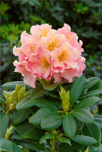 Rhododendron 'Fluidum' Pflanze, Pflege & Tipps  Floragard