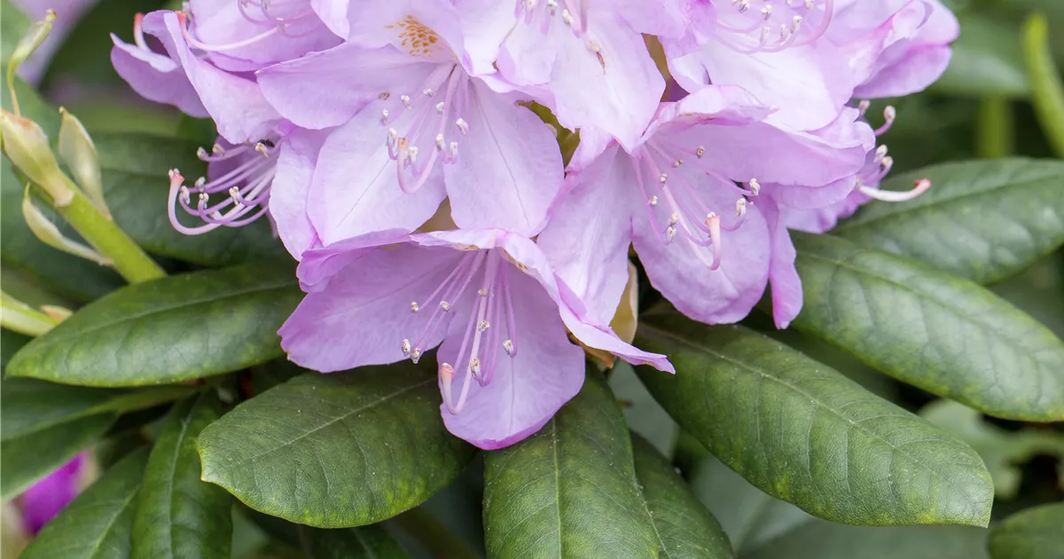 Rhododendron catawbiense 'Parsons Gloriosum' Pflanze, Pflege & Tipps   Floragard
