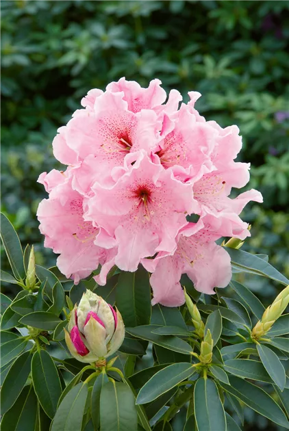 Rhododendron 'Johann Bruns' Pflanze, Pflege & Tipps  Floragard