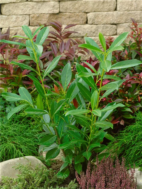 Kaukasische Lorbeerkirsche 'Caucasica' Pflanze, Pflege & Tipps  Floragard