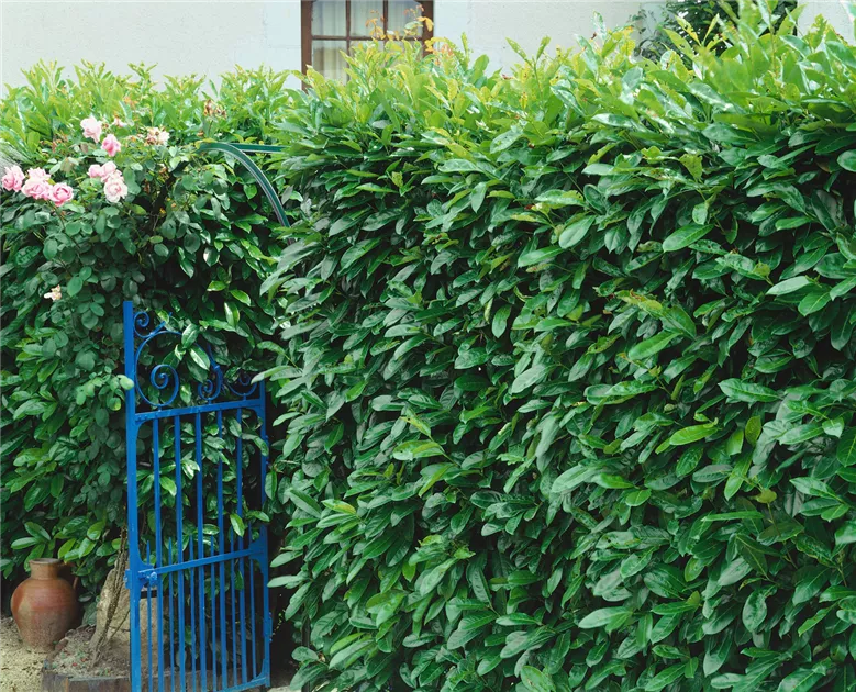 Lorbeerkirsche 'Linus' Pflanze, Pflege & Tipps  Floragard