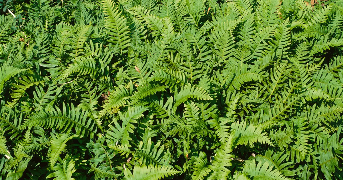 Polypodium vulgare Pflanze, Pflege & Tipps Floragard