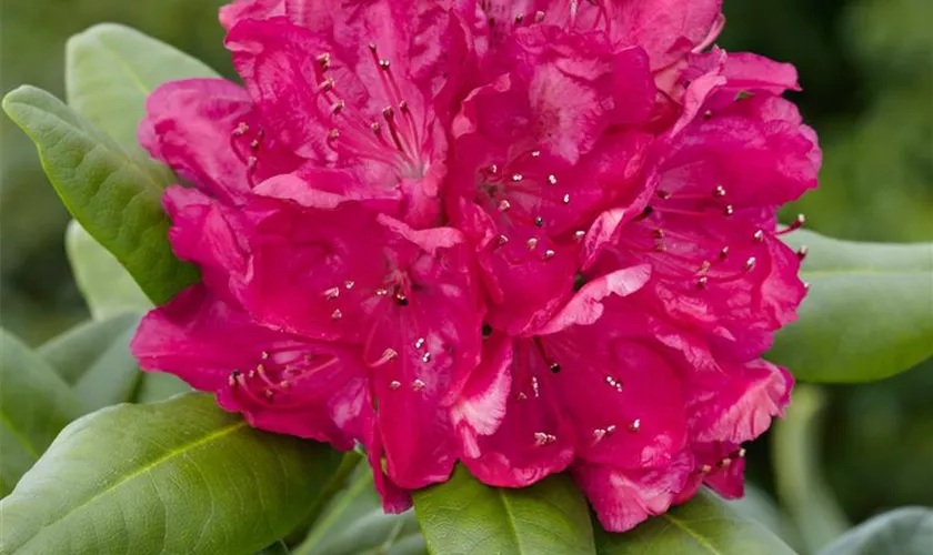 Rhododendron 'Junifreude'