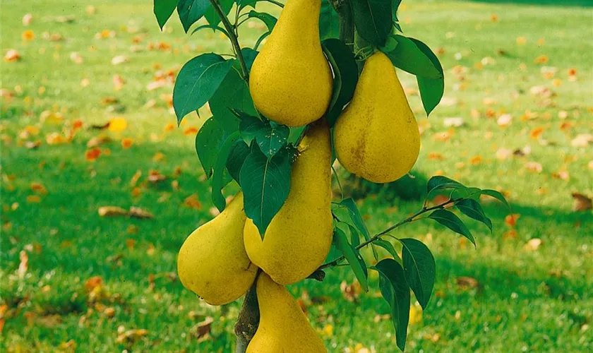 Zwergobst
