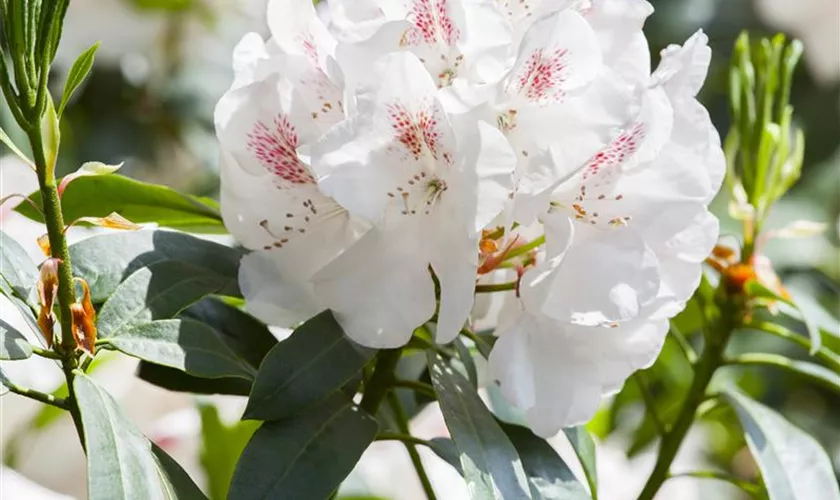 Rhododendron-Hybride 'Caucasicum Pictum'