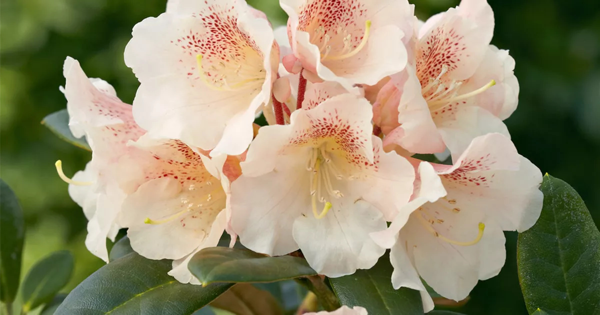 Rhododendron 'Chateau de Villandry' Pflanze, Pflege & Tipps  Floragard