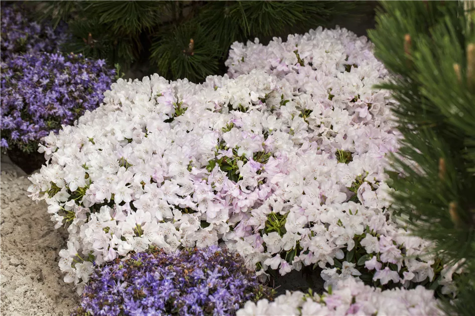 Rhododendron keleticum 'Robert Seleger' Pflanze, Pflege & Tipps  Floragard