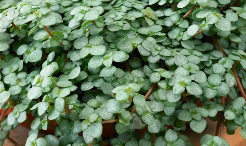 Kanonierblume 'Chique'