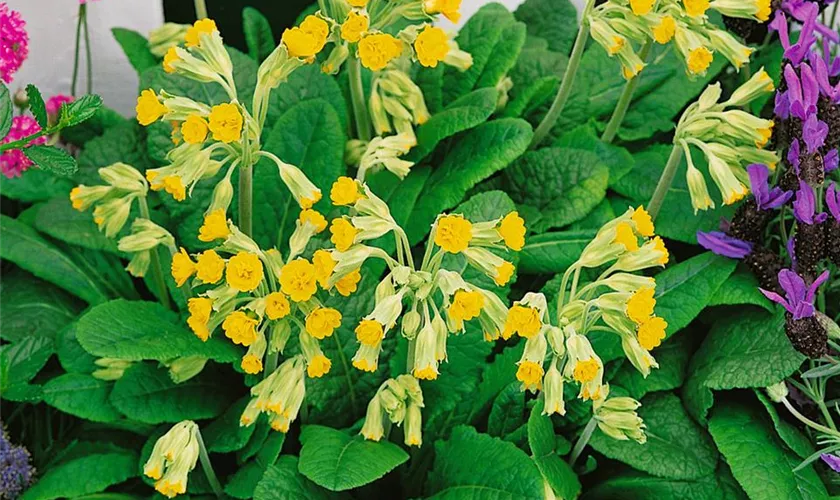 Primula veris 'Lemon'