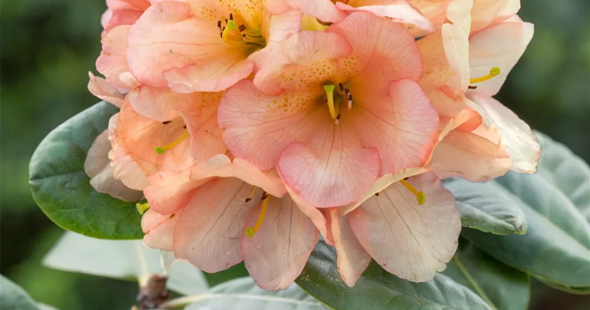 Rhododendron 'Lachsgold' Pflanze, Pflege & Tipps  Floragard