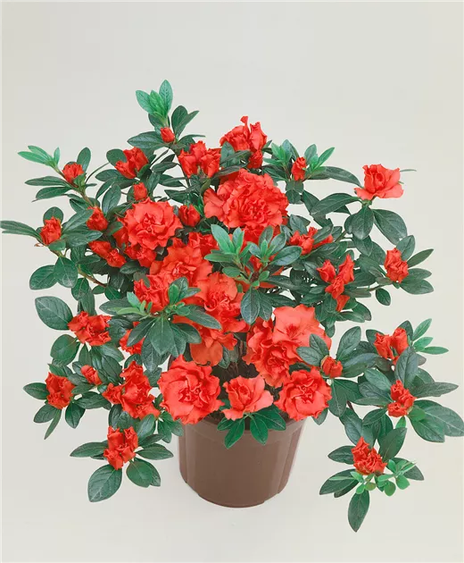 olivenbäumen kaufen knorriger Olivenbaum 150 Jahre – toskanagartenshop main image 1
