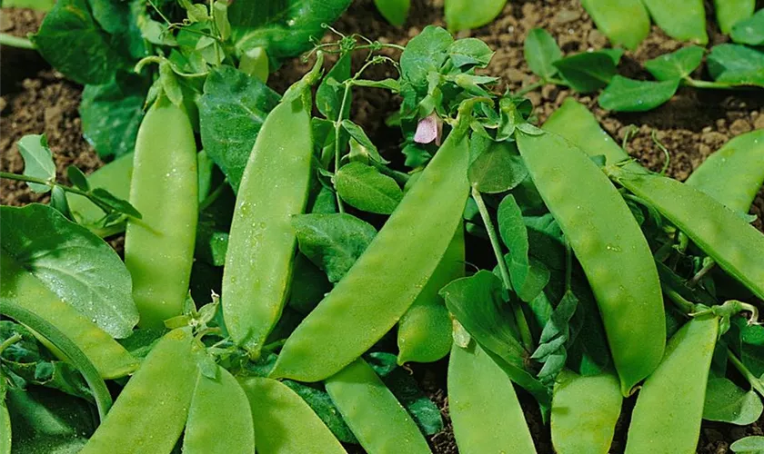 Zuckererbse 'Oregon Sugar Pod'