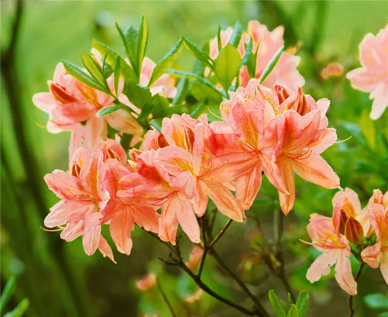 Rhododendron molle 'Victoria' entdecken Pflanze, Pflege & Tipps  Floragard