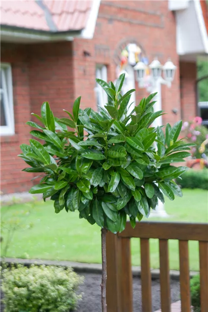 Lorbeerkirsche 'Mari' Pflanze, Pflege & Tipps  Floragard