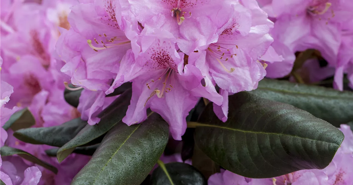 saure erde für rhododendron Bio-Saure Erde kaufen
