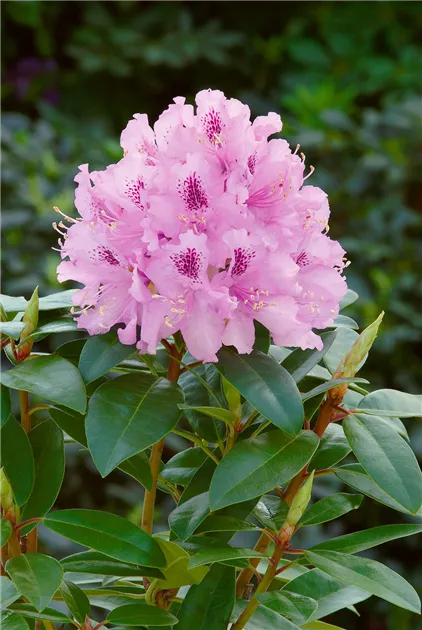 zwerg rhododendron pflanzzeit Zwerg main image 0
