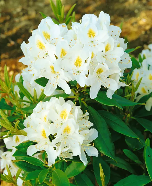 rhododendron goldika Rhododendron x 'Goldilocks' (Hybrid Lepidote Rhododendron) main image 1