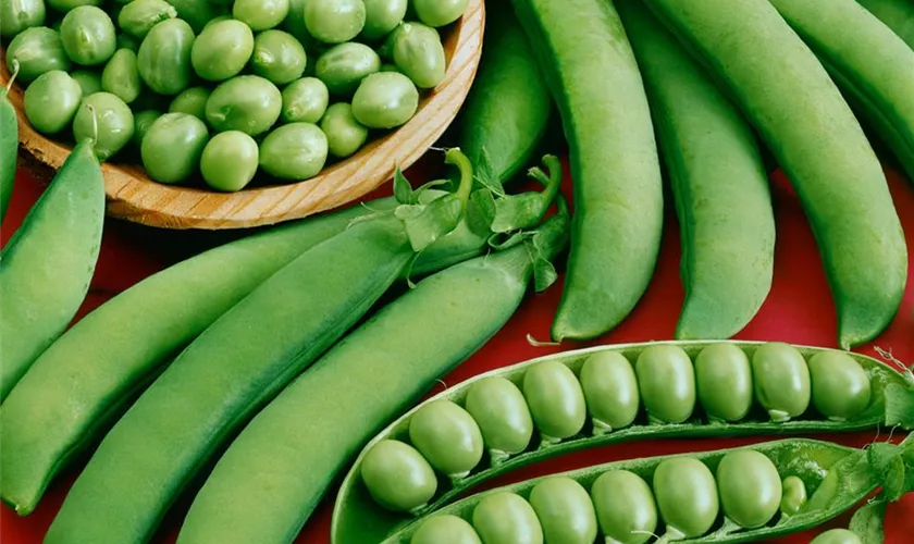 Pisum sativum 'Senator'