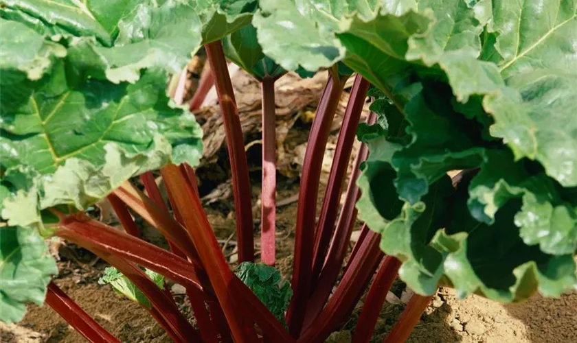 Rheum rhabarbarum 'Livingstone'