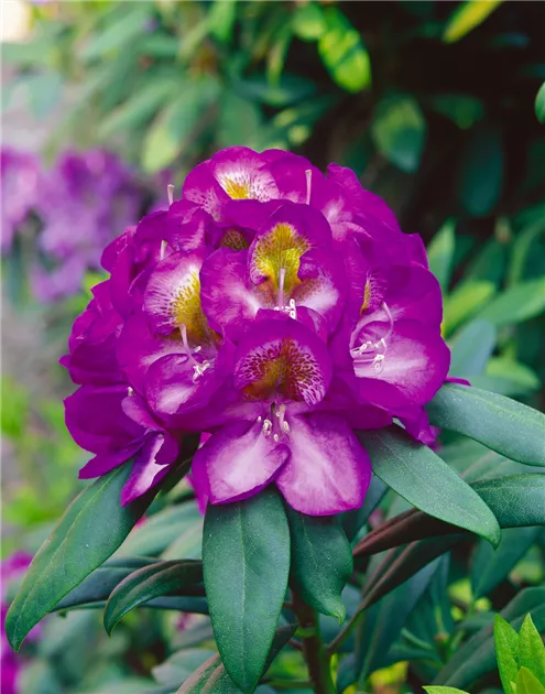 Rhododendron 'Libretto' Pflanze, Pflege & Tipps  Floragard