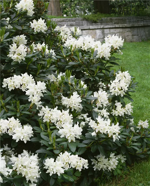 Rhododendron 'Cunninghams White' Pflanze, Pflege & Tipps  Floragard