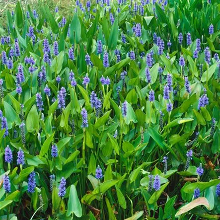 Azurblaues Hechtkraut Azurblaues Hechtkraut