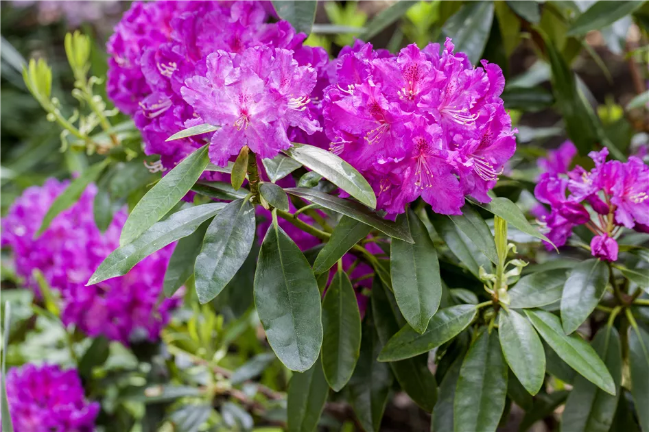 Rhododendron 'Lilofee' Pflanze, Pflege & Tipps  Floragard