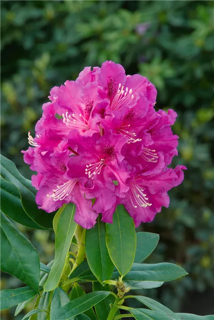 Rhododendron 'Lilofee' Pflanze, Pflege & Tipps  Floragard