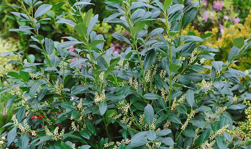 Prunus laurocerasus 'Van Nes'