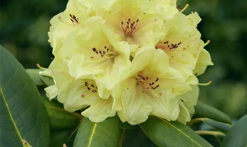 Rhododendron 'Lusaka'