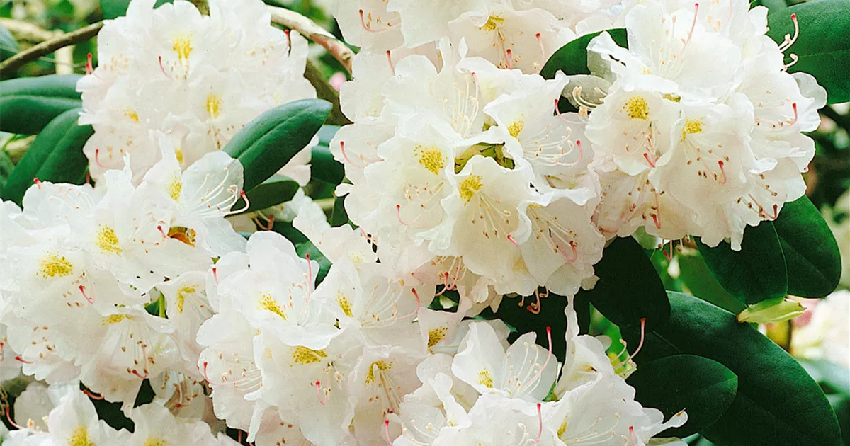 rhododendron psychoaktiv Jetzt Rhododendron 'Happydendron'  'Pushy Purple'  online kaufen bei  Bohlken Pflanzenversand  Bohlken Pflanzenversand GbR