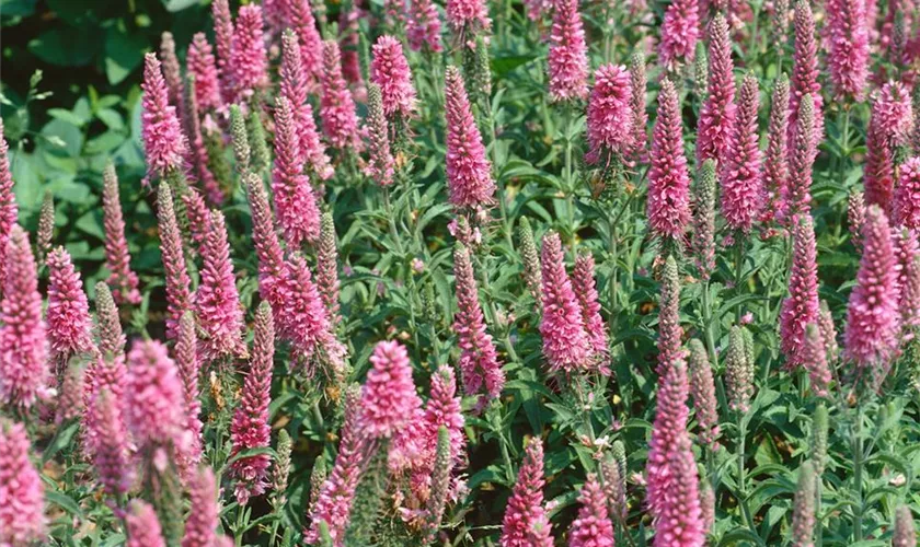 Veronica spicata 'Heidekind'