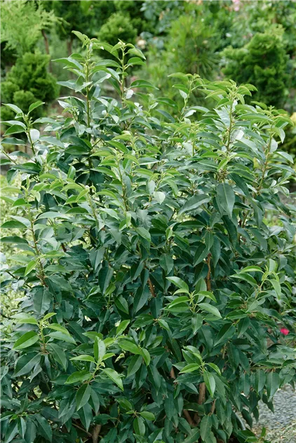 Portugiesischer Kirschlorbeer 'Brenelia' Pflanze, Pflege & Tipps   Floragard