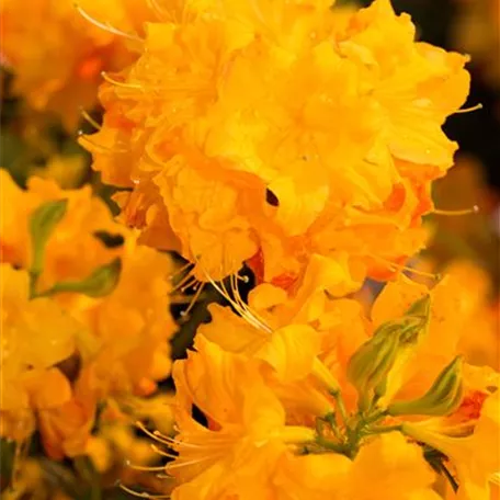 Rhododendron luteum 'Annabella'