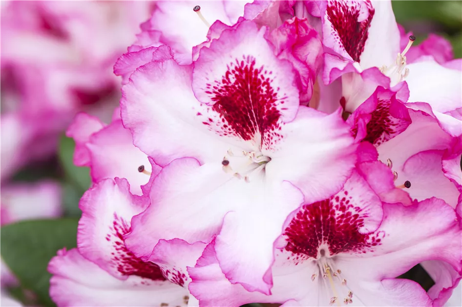Rhododendron 'Diadem' Pflanze, Pflege & Tipps  Floragard