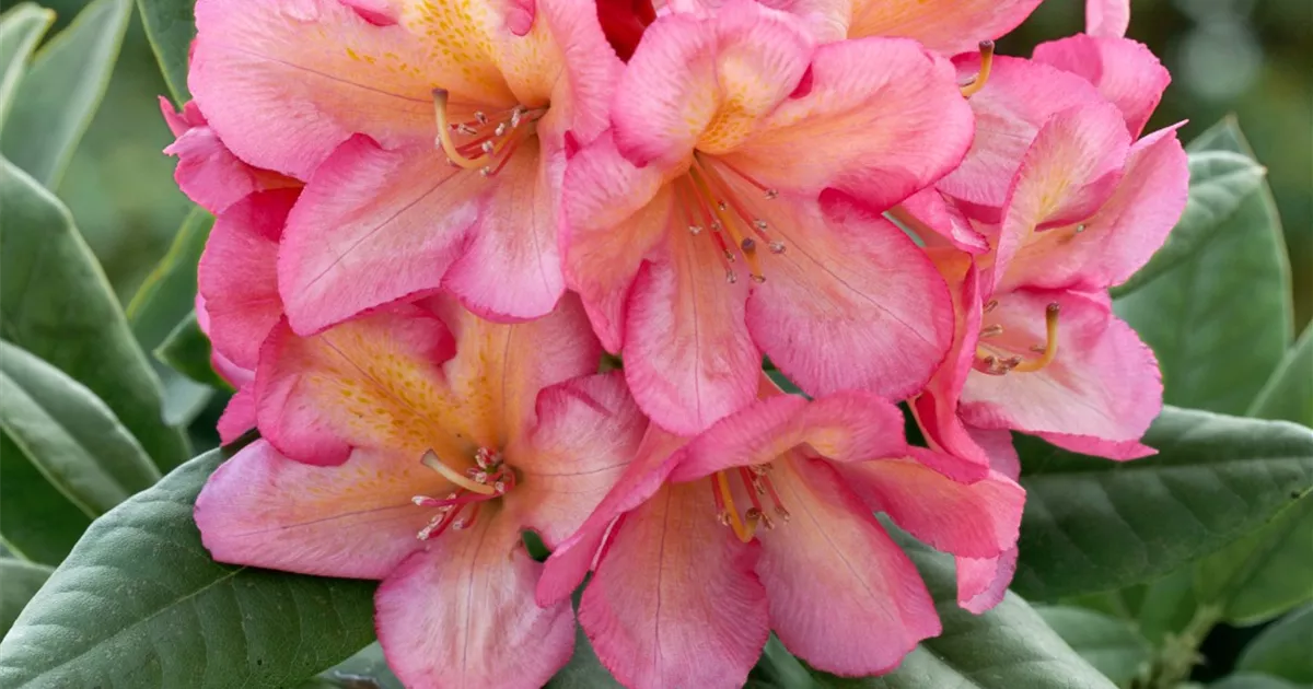 essig für rhododendron Wildcrafted Rhododendron Essential Oil - Aromatics International