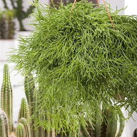 Binsenkaktus Binsenkaktus