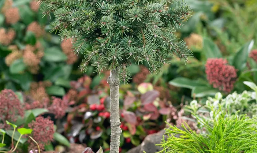Pseudotsuga menziesii 'Dandy Doug'