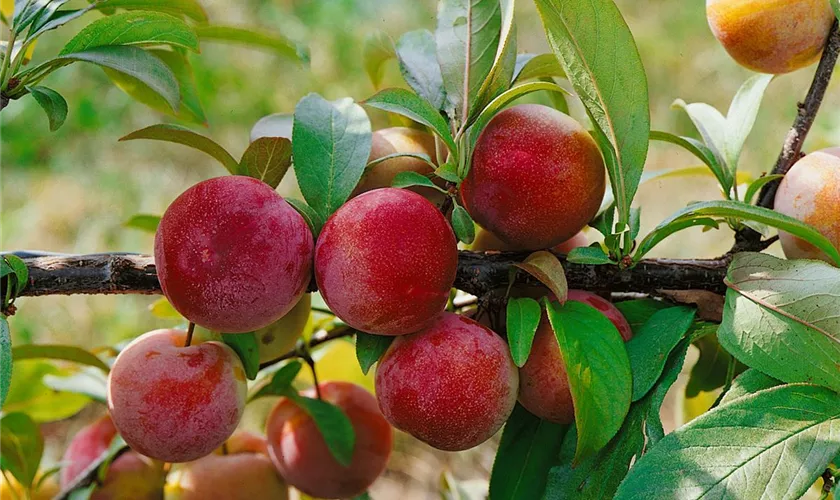 Prunus domestica 'Königin Viktoria'