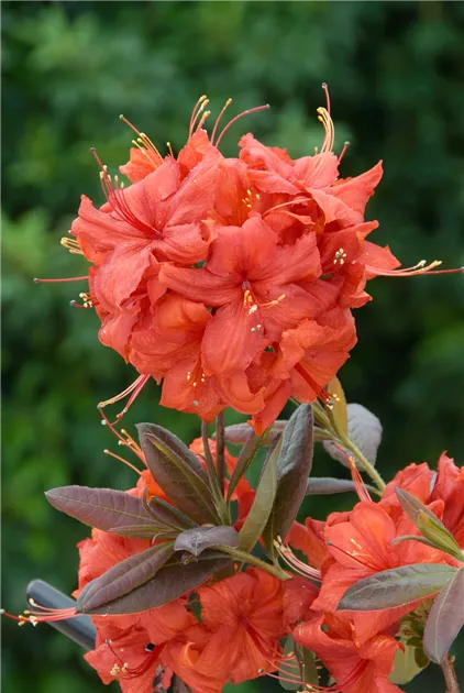 Rhododendron luteum 'Balzac' Pflanze, Pflege & Tipps  Floragard
