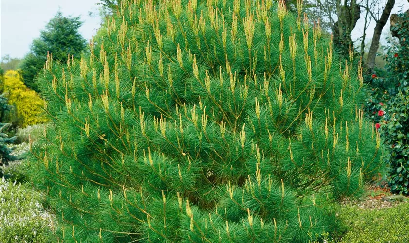Japanische Rotkiefer 'Umbraculifera'