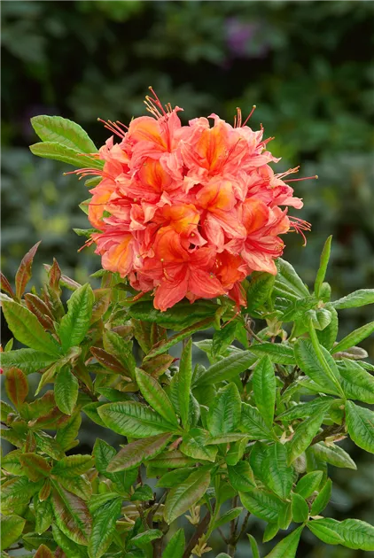 Rhododendron luteum 'Bouquet de Flore' Pflanze, Pflege & Tipps  Floragard