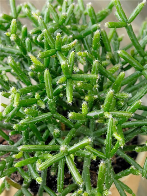 korbmarante bltter gelb Calathea Whitestar kaufen? | Laura