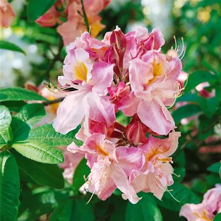 Sommergrüne Azalee 'Cecile'