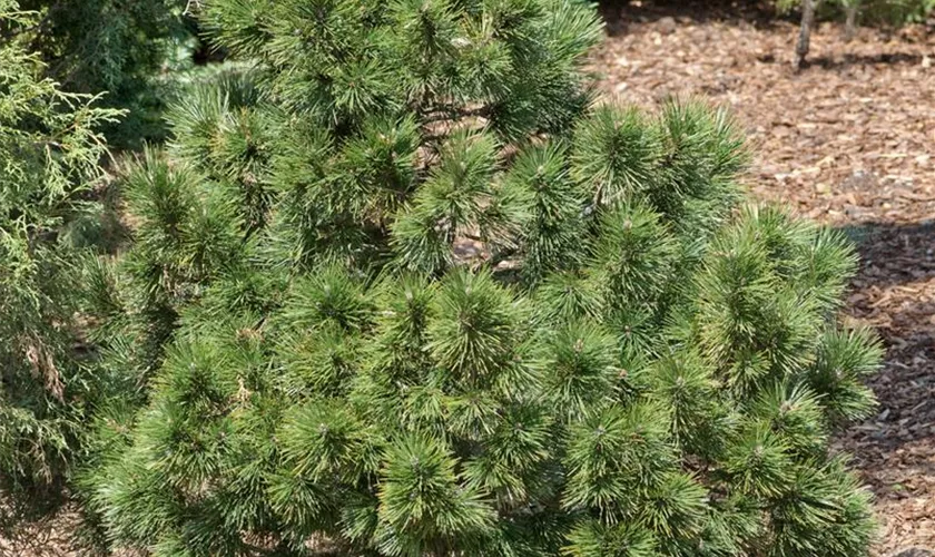Bosnische Kiefer 'Green Giant'
