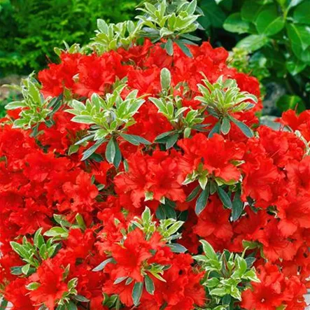 Japanische Azalee 'Addy Wery' Japanische Azalee 'Addy Wery'