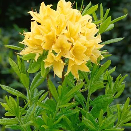 Sommergrüne Azalee 'Cheerful Giant'