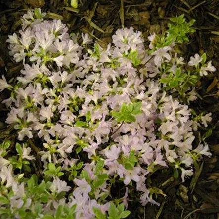 Japanische Azalee 'Agger' Japanische Azalee 'Agger'