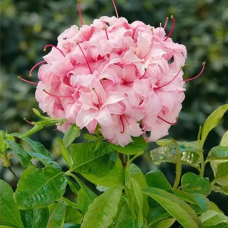 Sommergrüne Azalee 'Corneille'